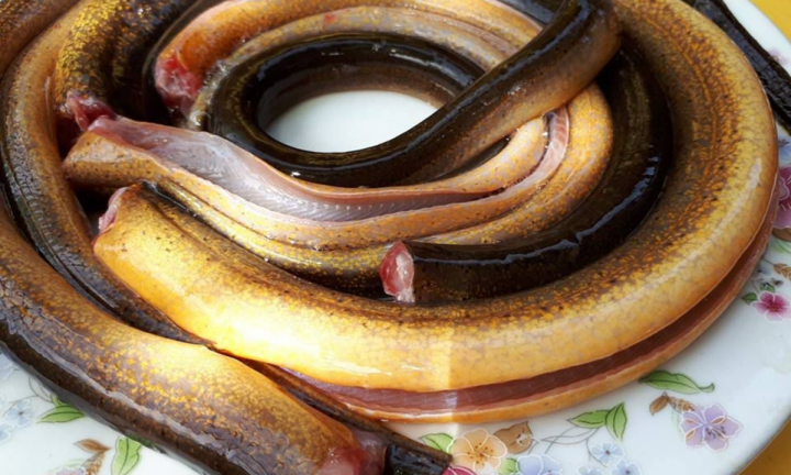 Dựa vào đâu để phân biệt cá, tôm, lươn, ếch nuôi hay tự nhiên?