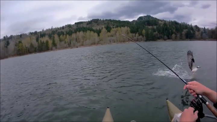 Clip: Chim ưng biển cướp mồi câu của cần thủ trong chớp mắt