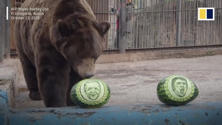 Video: Gấu và hổ vườn thú Nga dự đoán bầu cử Tổng thống Mỹ 2020