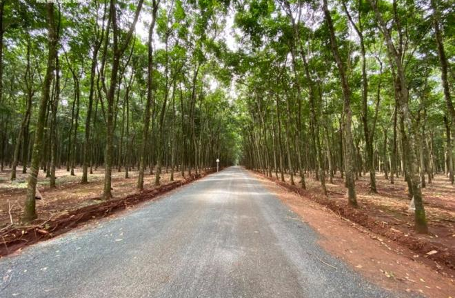 Con đường bỏ nhà dân đi vào rừng cao su ở Bình Phước: Thanh tra tỉnh vào cuộc