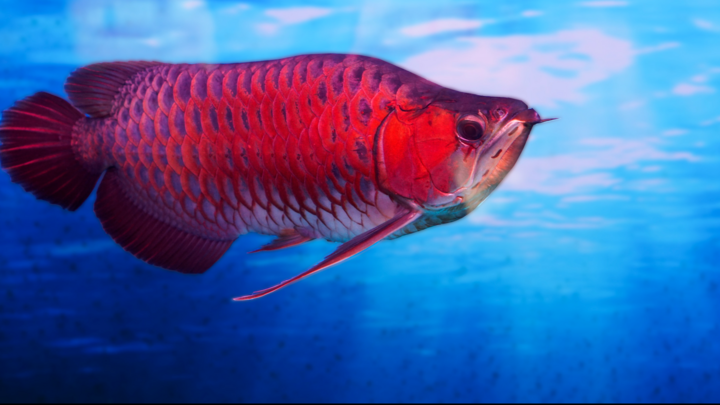 Video: Cá huyết long siêu đẹp, giá nửa tỷ đồng ở TP.HCM