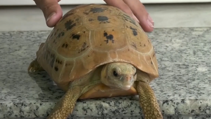 Video: Rùa vàng chỉ thích ăn chay, mừng khi thấy chủ đi làm về
