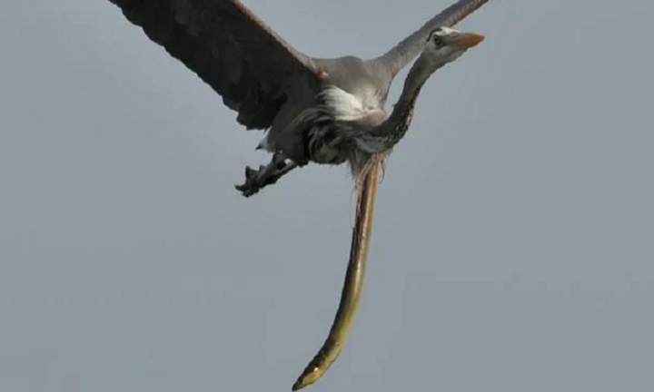 Bị nuốt sống, lươn cắn nát cổ diệc chui ra ngoài