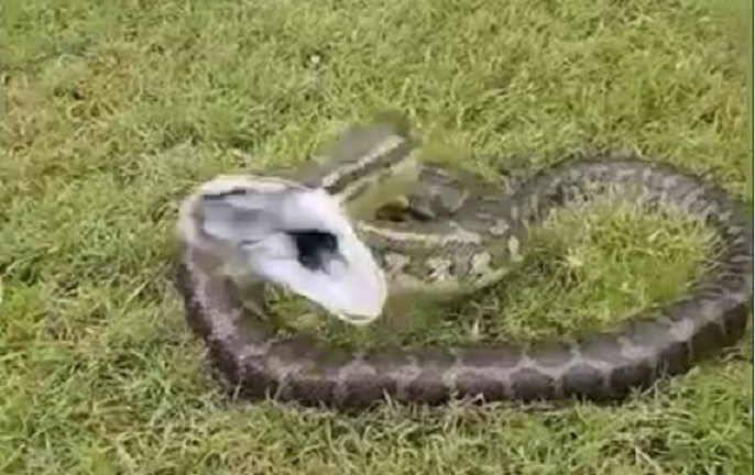 Trăn 'điên' lao vào tấn công người 