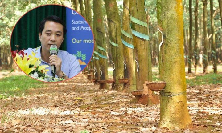 Quan chức Tổng cục Lâm nghiệp: Cây cao su không có độc tố nào cả