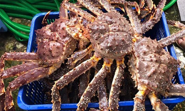 Dân Hà Nội ồ ạt mua cua Hoàng đế Alaska siêu rẻ