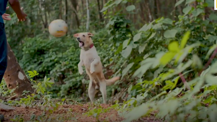 Video: Chú chó chơi bóng chuyền như người ở Ấn Độ