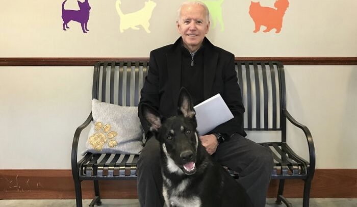 Chuyện chú chó 'vô gia cư' của ông Joe Biden