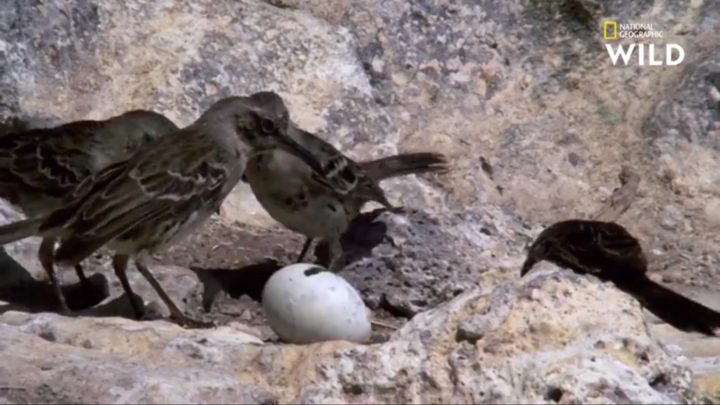 Video: Phát hiện loài chim hút máu ở đảo Galapagos 