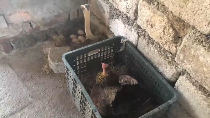 Video: Gà mẹ tung đòn hiểm, đánh bại 2 rắn hổ mang để bảo vệ đàn con