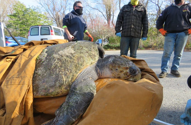 Rùa 'sốc lạnh', trôi dạt vào bờ biển