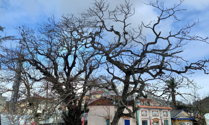 Ảnh: Hàng nghìn cây xanh trên đảo tiền tiêu Lý Sơn trơ trụi lá, chết khô