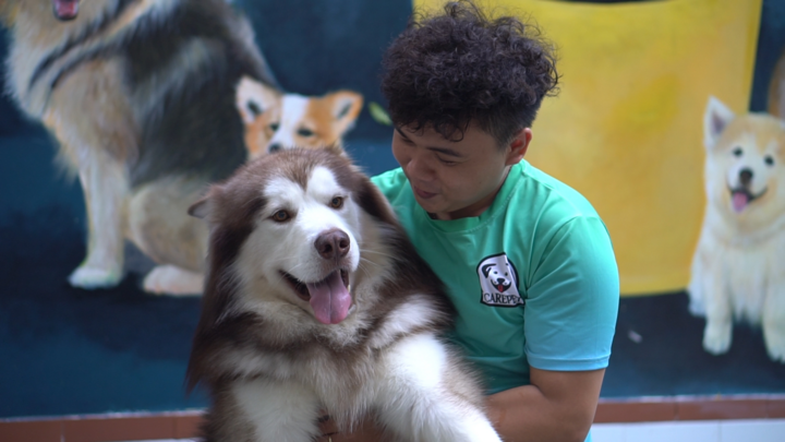 Video: Đàn chó Alaska ở TP.HCM ngốn hết của chủ gần 50 triệu đồng mỗi tháng