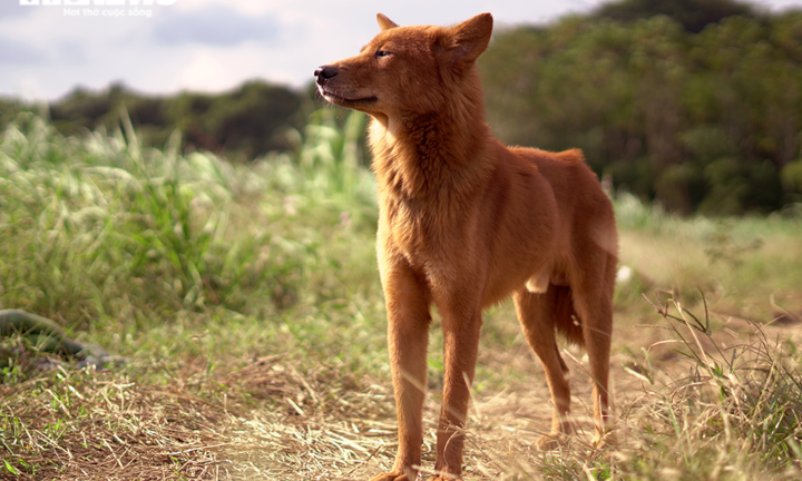 Ảnh: Tận thấy loài 'khuyển binh' từng giúp vua Lê đánh đuổi giặc Minh