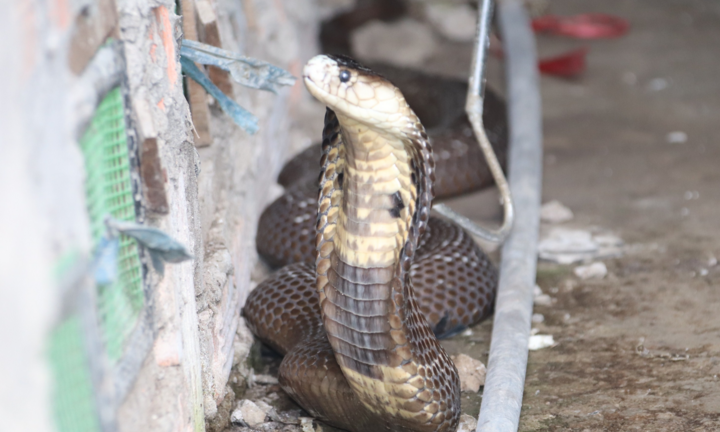 Ảnh: Nuôi loài rắn cực độc, anh nông dân miền Tây thu tiền tỷ mỗi năm