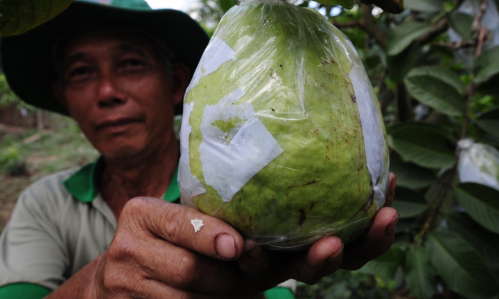 Đã mắt với vườn ổi quả nặng tới 1,5kg của lão nông miền Tây