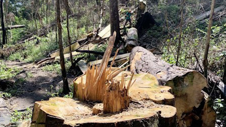 Video: Tan tác rừng bạch tùng hơn 100 tuổi ở Lâm Đồng