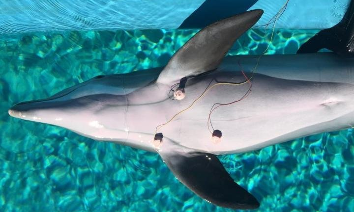 Phát hiện thú vị về cá heo khi lặn