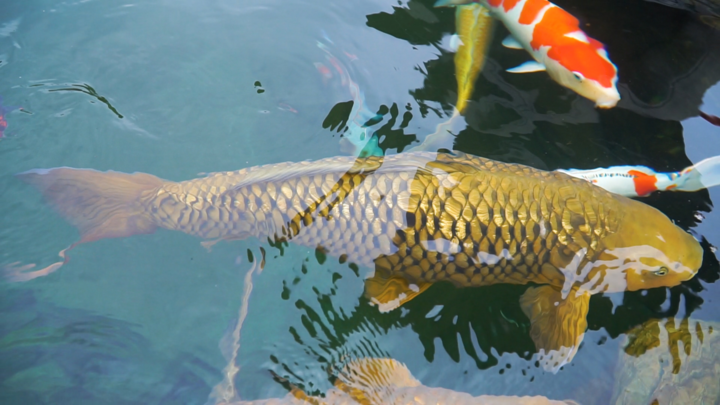 Video: Cá Koi khổng lồ dài gần 1,2 mét ở TP.HCM