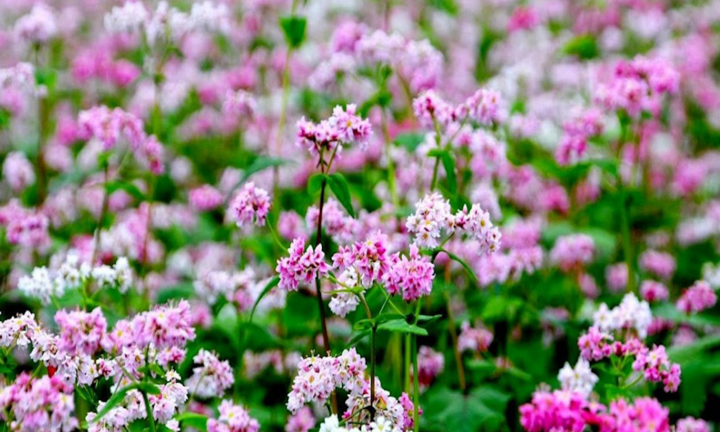 Video: Lễ hội hoa tam giác mạch Hà Giang lần thứ VI