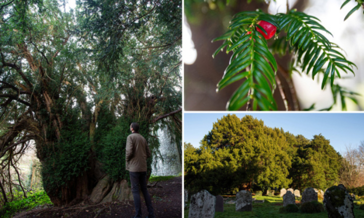 Cây cổ thụ 3.000 năm tự chuyển giới thành giống cái