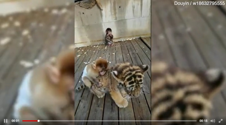 Clip: Hổ con bị khỉ đè đầu cưỡi cổ