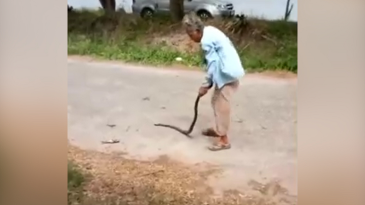 Video: Cụ bà 74 tuổi tay không quật chết rắn giữa đường