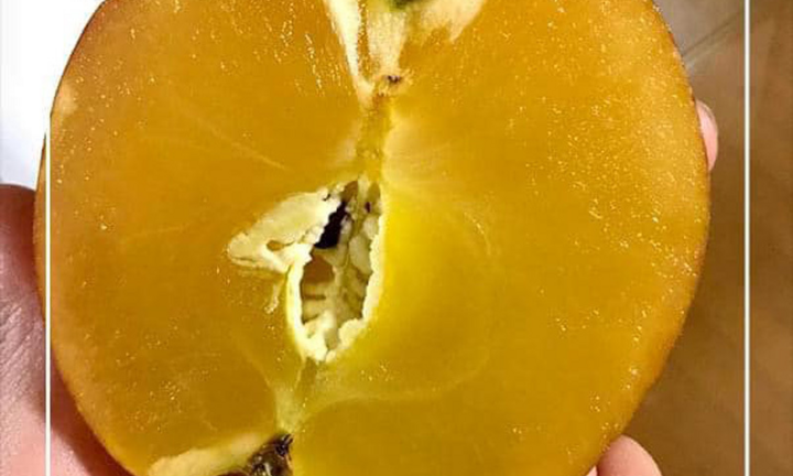 Tiết lộ về loại táo 'xuyên thấu' độc lạ nhà giàu Việt đổ tiền mua