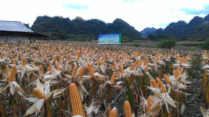 Công nghệ sinh học làm thay đổi ngành nông nghiệp