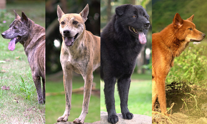 Những điều ít biết về 'tứ đại danh khuyển' của Việt Nam