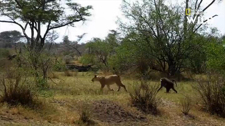 Video: Liều lĩnh nghênh chiến với sư tử cái, khỉ đầu chó nhận kết cục bi thảm
