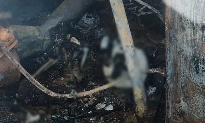 Khôi phục rừng, tiết kiệm nước để ứng phó biến đổi khí hậu