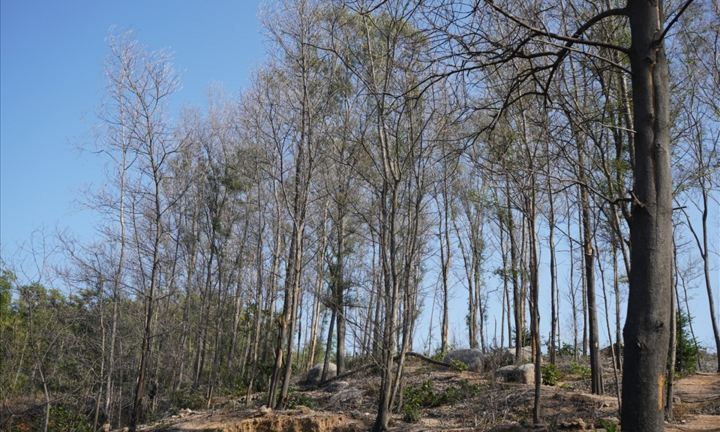 Video: Rừng keo chết khô vì khí thải nhà máy gạch ở Hải Dương