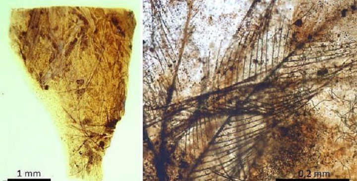 Động vật hơn 100 triệu năm tuổi để lại vết tích khi đang say ngủ