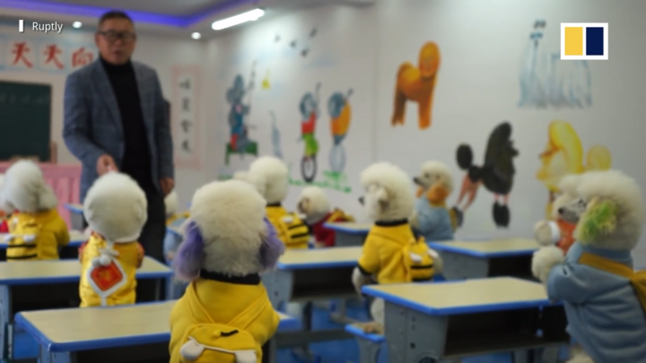 Video: Ngôi trường dạy chó biết làm toán và nhảy dây ở Trung Quốc