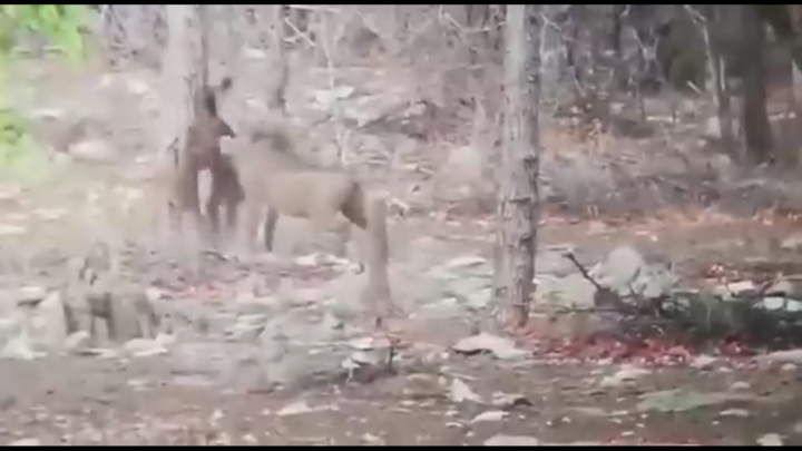 Video: Lợn bướu húc toạc bụng khỉ đầu chó