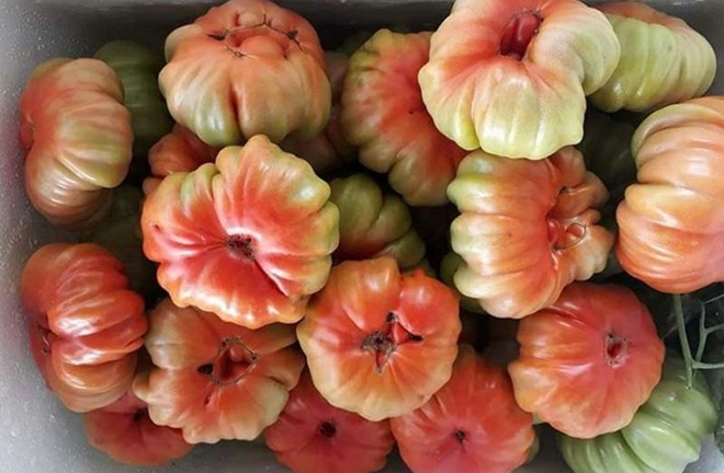 Kỳ lạ cà chua xấu xí ở Sơn La siêu đắt khách