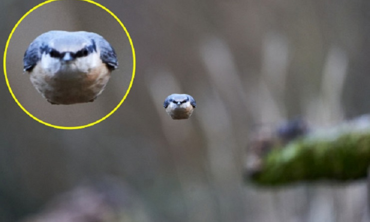 Bức ảnh chim nhăn nhó, 'khó ở' gây sốt