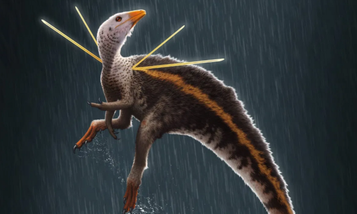 Loài khủng long có gai mọc tua tủa trên vai, thích nhảy múa tán tỉnh bạn tình