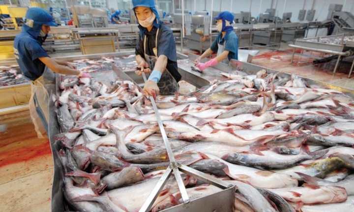 Cổ phiếu ‘vua cá tra’ Hùng Vương chạm đáy, Thaco Trường Hải bán tất tay