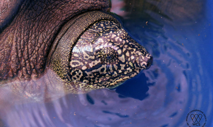 Tìm thấy hậu duệ của rùa Hoàn Kiếm ở hồ Đồng Mô