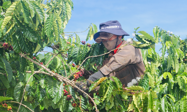 Ảnh: Tất bật lên Tây Nguyên hái cà phê thuê kiếm tiền triệu