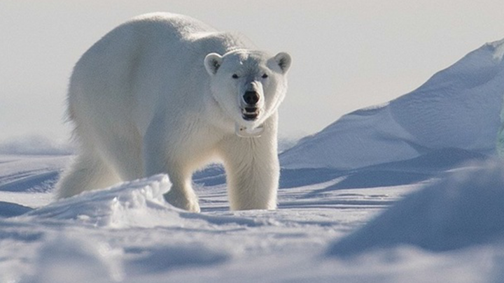 Video: 'Kinh đô' của gấu Bắc Cực ở Na Uy