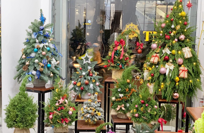 Thông tươi mini giá rẻ đắt khách dịp Noel