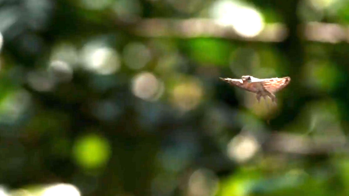 Video: Cận cảnh cú nhảy 30m của loài thằn lằn tự bay duy nhất trên thế giới