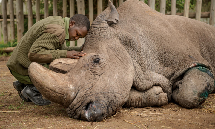 Tê giác trắng đực cuối cùng: Những hình ảnh cảm động trước lúc Sudan qua đời