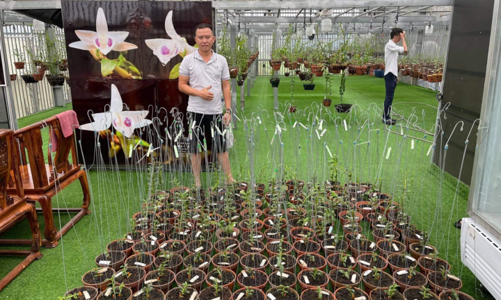 Bén duyên với lan đột biến, chàng trai Nguyễn Phú sở hữu khu vườn giá trị