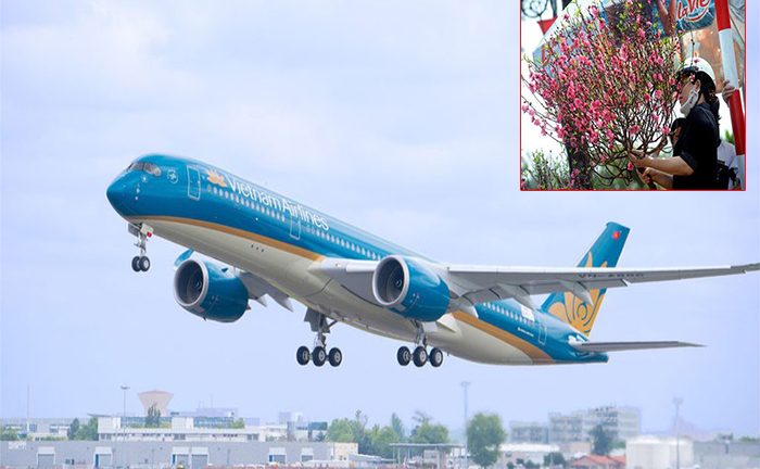 Đào, mai Tết có thể ‘bay’ Hà Nội – Sài Gòn với giá gần 500.000 đồng/bó