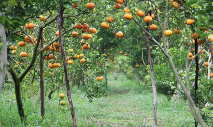 Thích thú với vườn quýt hồng căng tròn, trĩu quả ở miền Tây