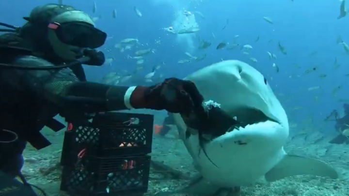 Video: Thót tim xem thợ lặn tay không đút thức ăn cho cá mập 